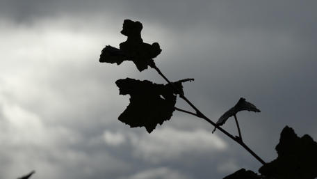 Mystical Leaf Silhouette Against Dramatic Sky 4k Wallpaper wallpaper