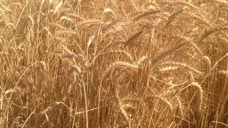Golden Fields of Wheat in Iran wallpaper