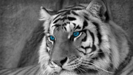 Majestic Monochrome Liger with Blue Eyes wallpaper