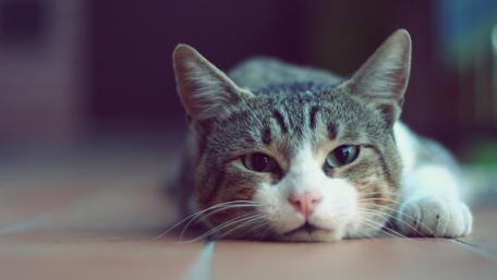 Chill Cat with Amazing Eyes wallpaper