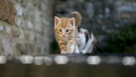 Prowling Pair of Playful Kittens wallpaper