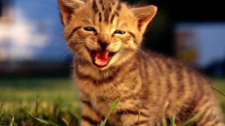 Delightful Smiling Kitten Wallpaper wallpaper