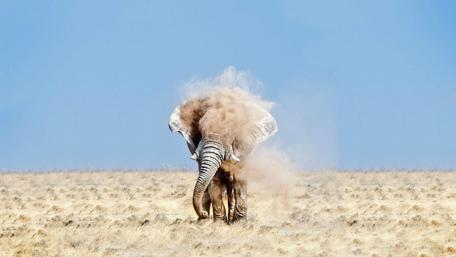 Majestic Desert Giant Dusting in the Wilderness wallpaper