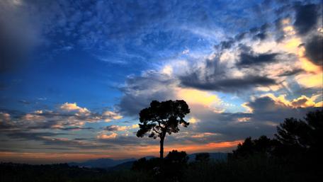 Serene Evening Sky with Tree Silhouette wallpaper