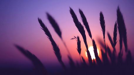 Serene Sunset Over Silhouetted Grass Blades wallpaper