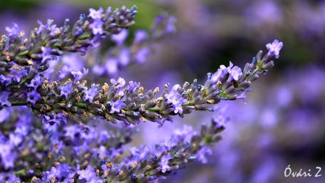 Lavender Blooms in Full Glory wallpaper