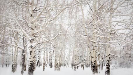 Winter's Whispering Woods wallpaper