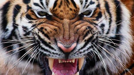 Majestic Tiger in Full Roar wallpaper