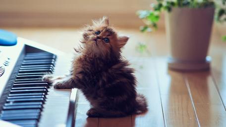 Kitten's First Piano Lesson wallpaper