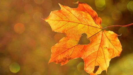 Autumn Heart in Nature's Embrace wallpaper