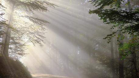Morning Sunbeams in a Serene Forest wallpaper