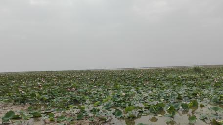 Serene Wetlands of Mianwali in 4K Quality wallpaper