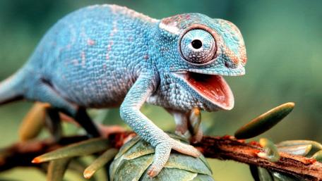 Cheerful Blue Lizard Grinning Wide wallpaper