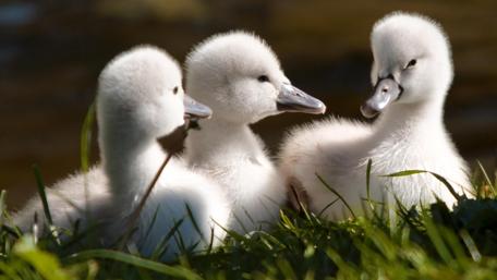 Baby Swans Basking in Sunlight wallpaper