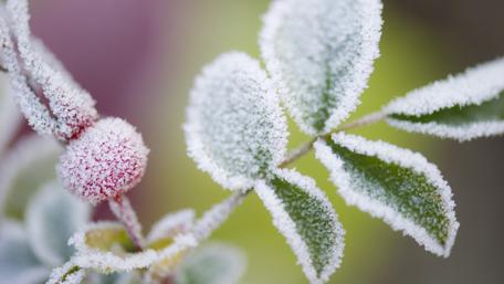 Frost-Kissed Twigs and Leaves in Winter's Embrace wallpaper