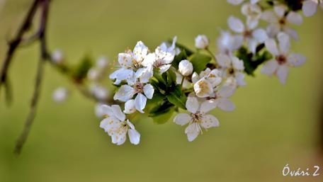 Delicate Spring Blossoms in Blooming Twig Close-Up wallpaper