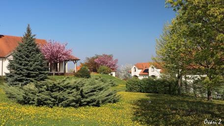 Serene Garden Retreat in Blooming Nature wallpaper