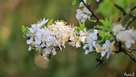 Delicate Spring Blossoms in Blooming Glory wallpaper