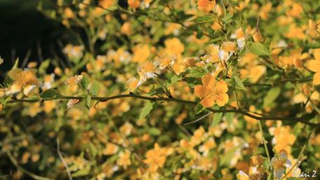 Golden Blossoms in Spring Garden Scene wallpaper
