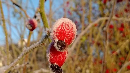 Winter Berries Glimmering in Frosty Beauty wallpaper