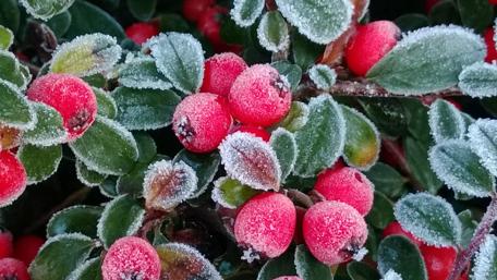 Frost-Kissed Berries in Winter wallpaper