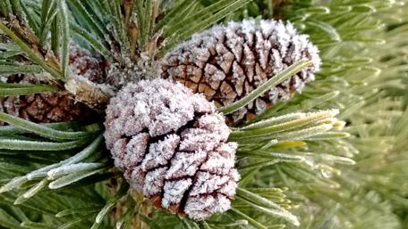 Winter's Frosty Embrace on Pines wallpaper