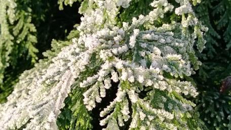 Frosty Fir Branches in Winter Wonderland wallpaper