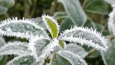 Frosty Leaves Glimmering in Winter Light wallpaper