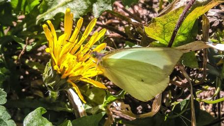 Delicate Butterflies in Nature's Embrace wallpaper