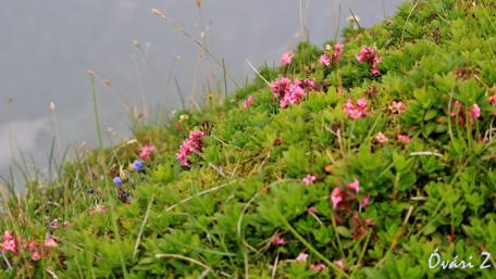 Blooming Flowers in Lush Undergrowth wallpaper