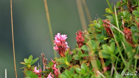 Delicate Spring Blooms Revealed in Nature's Embrace wallpaper