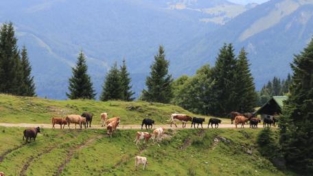 Serene Cows in Mountain Landscape wallpaper