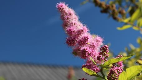 Vibrant Pink Flower Against Clear Blue Sky wallpaper