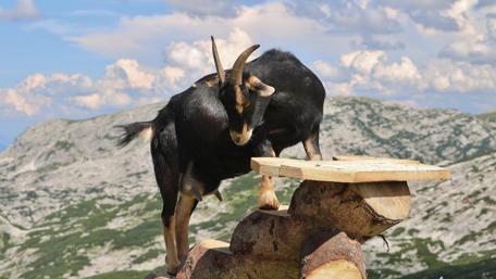 Majestic Mountain Goat in Scenic Landscape wallpaper