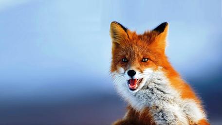 Striking Red Fox Portrait wallpaper