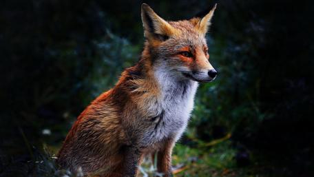 Serene Fox in Forest wallpaper