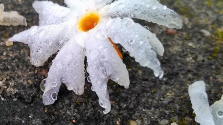 Delicate Flower with Raindrops in Focus wallpaper