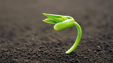 New Beginnings in Nature's Garden wallpaper
