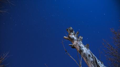 Starry Sky Above Trees Wallpaper wallpaper