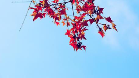 Vibrant Maple Leaves Against a Clear Sky wallpaper