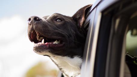 Joyful Dog Enjoying the Ride in the Car wallpaper