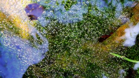 Bubbles Dancing on Water Surface in Nature's Embrace wallpaper