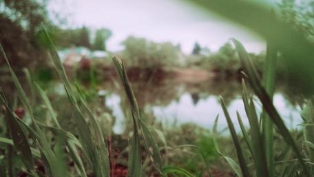 Serene Greenery by the Water's Edge wallpaper