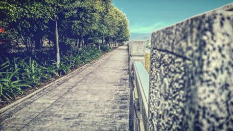 Serenity of a Tree-Lined Walkway wallpaper