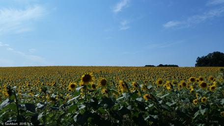 Vibrant Sunflower Field Under Clear Blue Sky wallpaper