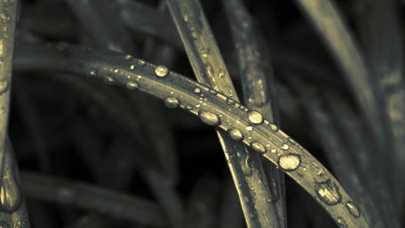 Nature's Tranquil Water Drops on Green Halm wallpaper