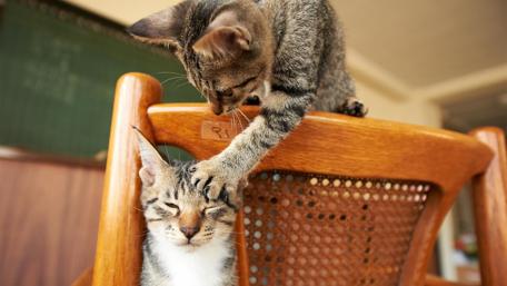 Playful Kittens on a Chair wallpaper