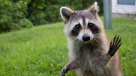Curious Raccoon Greets the Camera wallpaper
