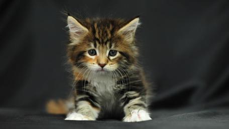 Adorable Fluffy Kitten Staring Intently wallpaper