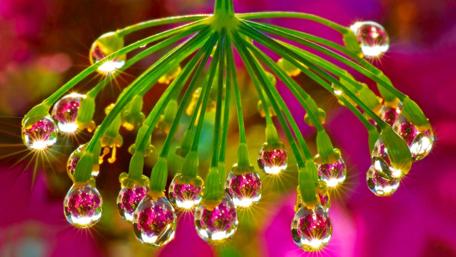 Glistening Nature's Jewels wallpaper